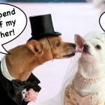 Meet and Greets: Don’t Force Your Dog Into An Arranged Marriage