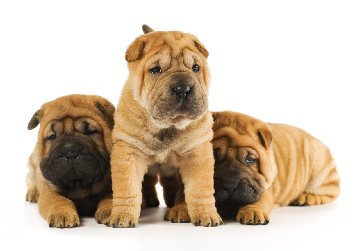 Group of sharpei puppies isolated on white background (studio sh