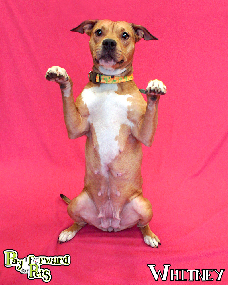 Don’t Judge a Dog in a Cage Pay It Forward For Pets